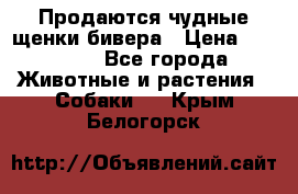 Продаются чудные щенки бивера › Цена ­ 25 000 - Все города Животные и растения » Собаки   . Крым,Белогорск